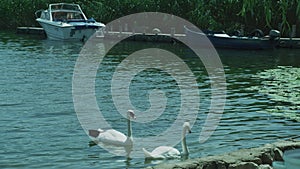 A pair of swans swim next to each otherÂ in Ohrid Lake.